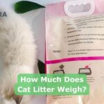 How Much Does Cat Litter Weigh