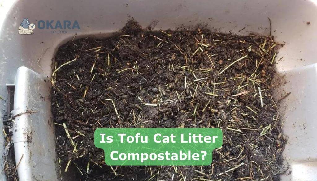 A maca de tofu para gatos é compostável