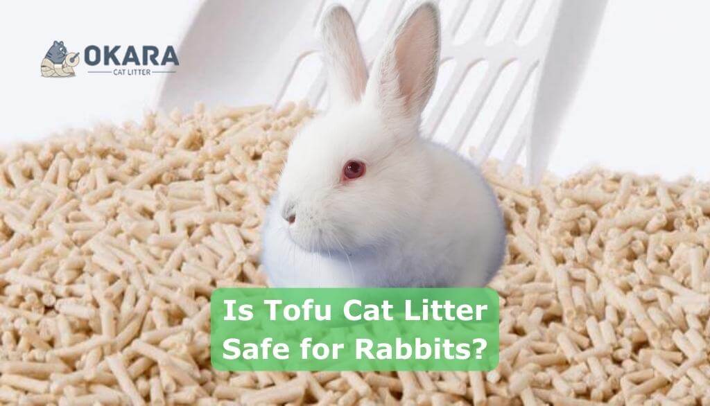 La lettiera per gatti in tofu è sicura per i conigli?